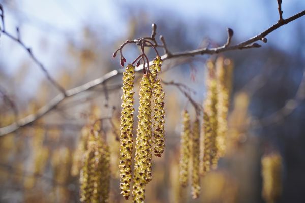 Rücksicht auf Allergiker nehmen